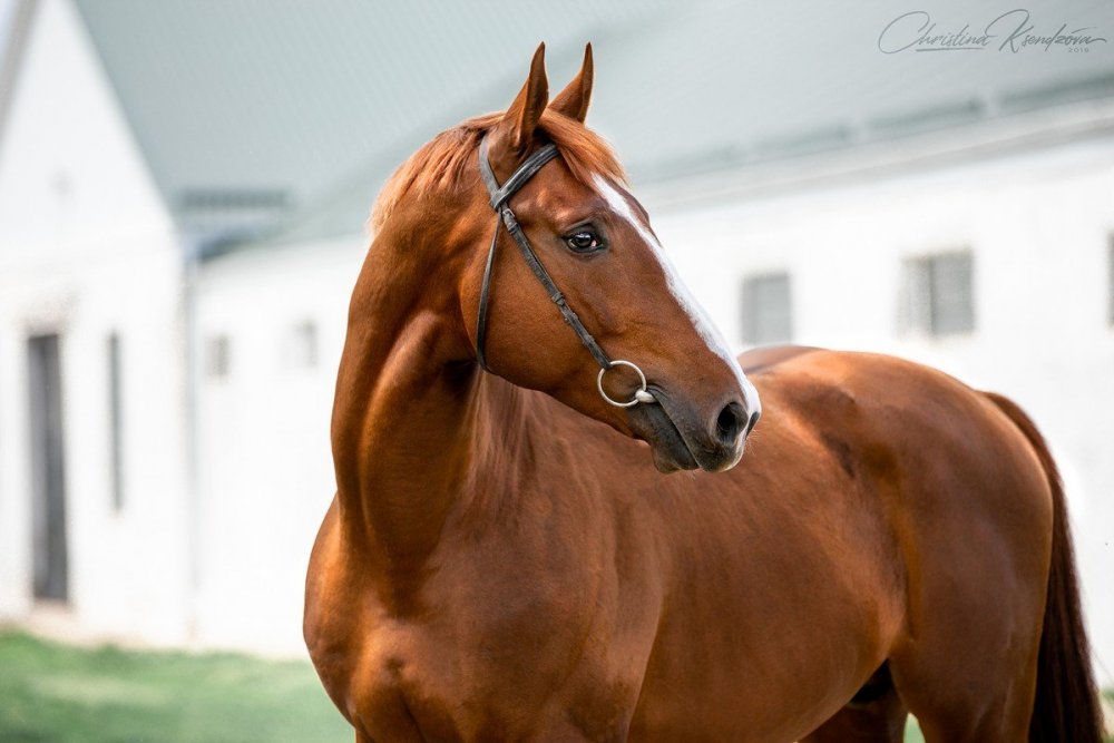 Будённовская лошадь масти