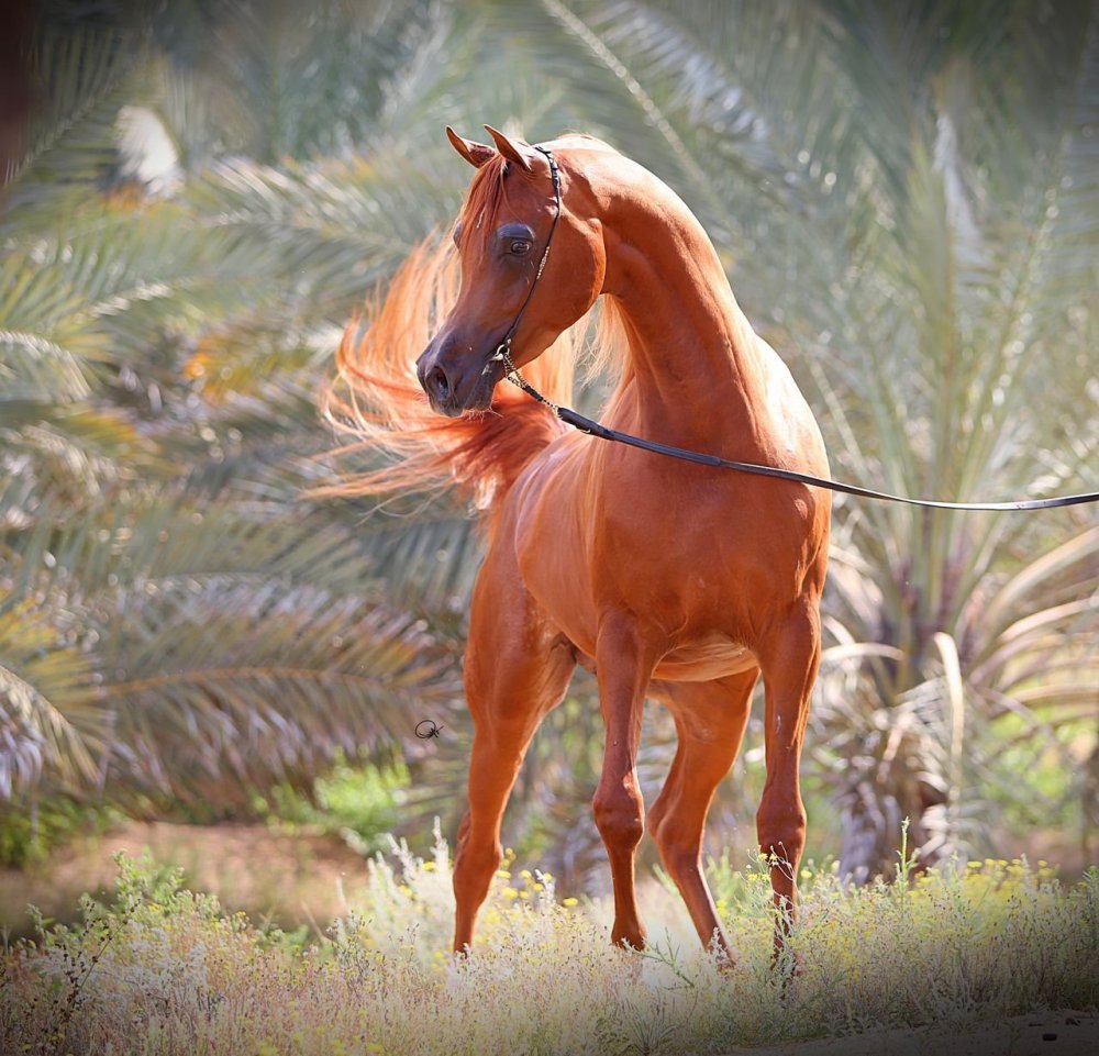 Арабская чистокровная лошадь рыжая