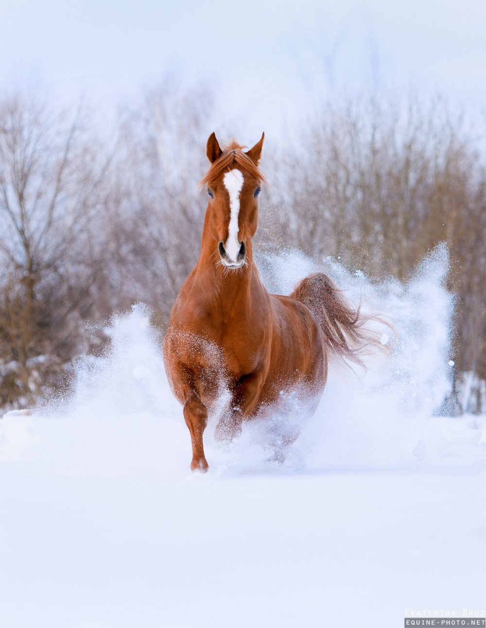 Рыжая лошадь зимой