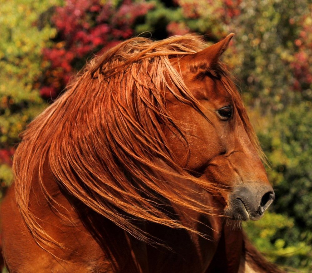 Андалузская лошадь рыжая