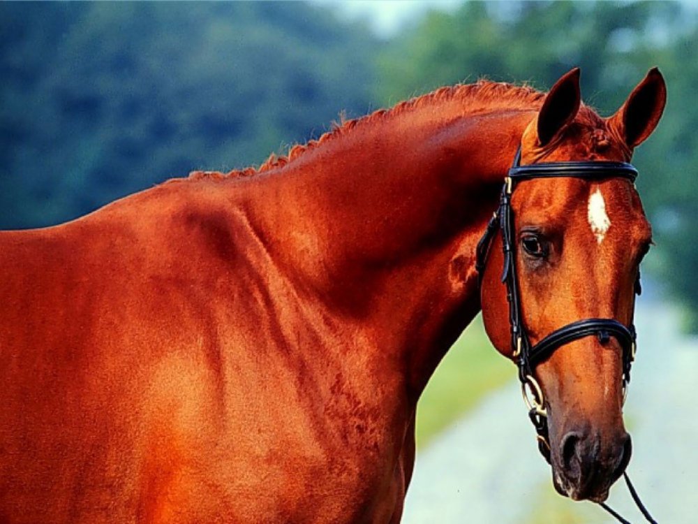 Огненно рыжий конь