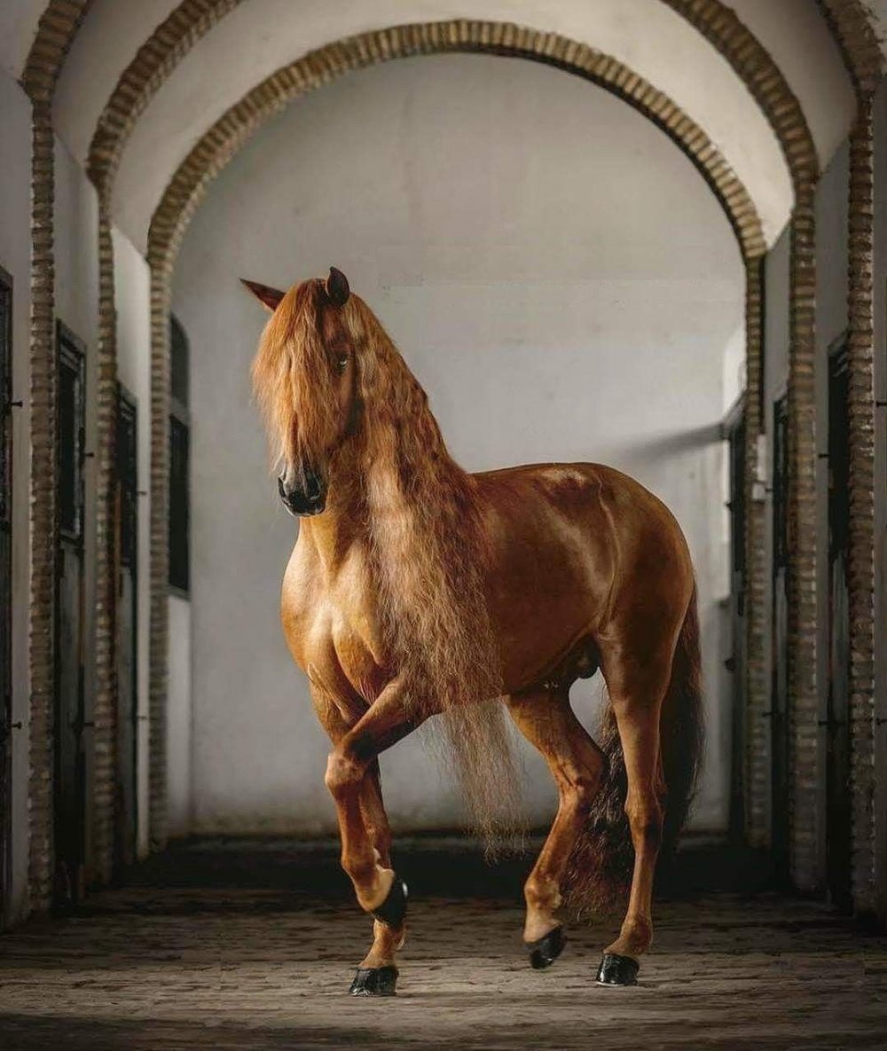Фризская лошадь рыжая