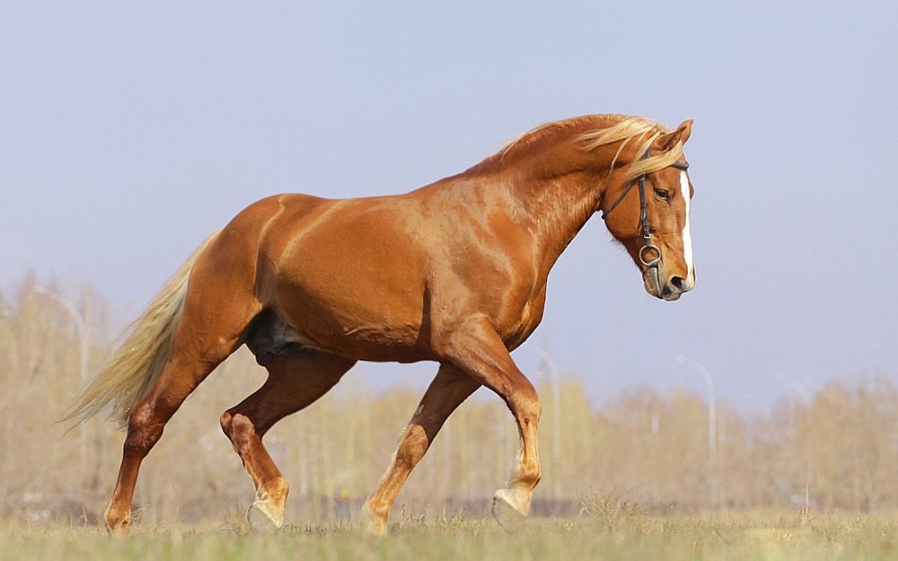 Донская лошадь рыжей масти