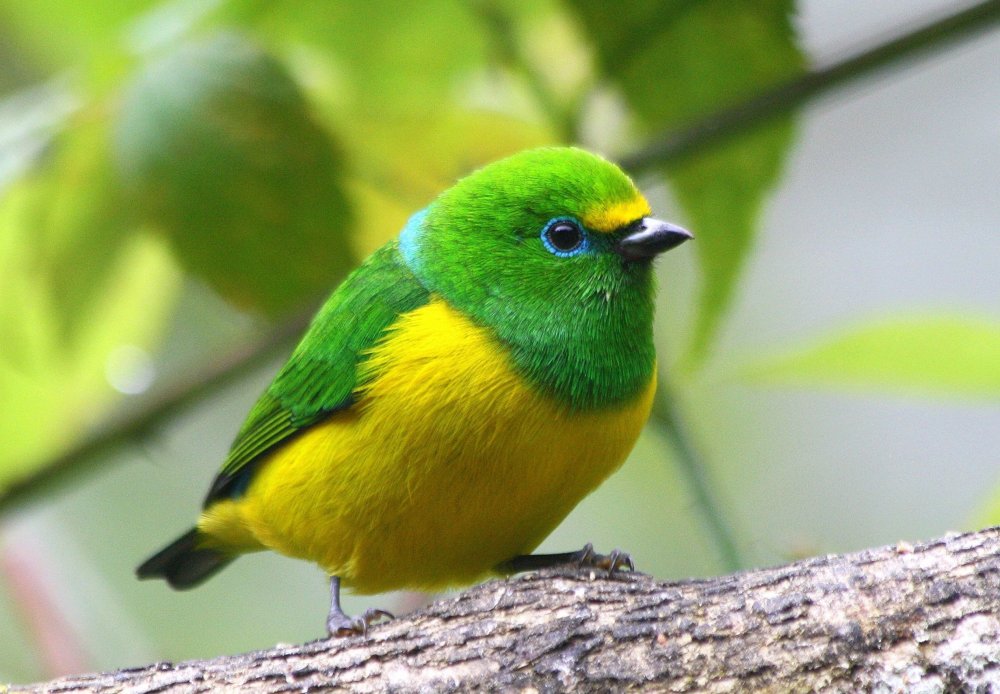 Зеленый органист птица