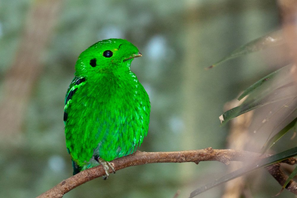 Толстая зеленая птица