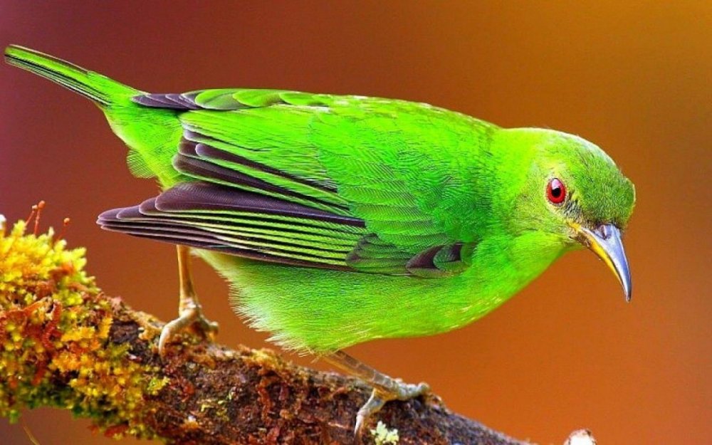 Зеленая танагра птица