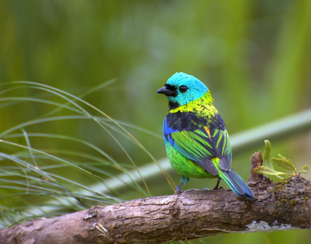 Птица с зелеными лапами