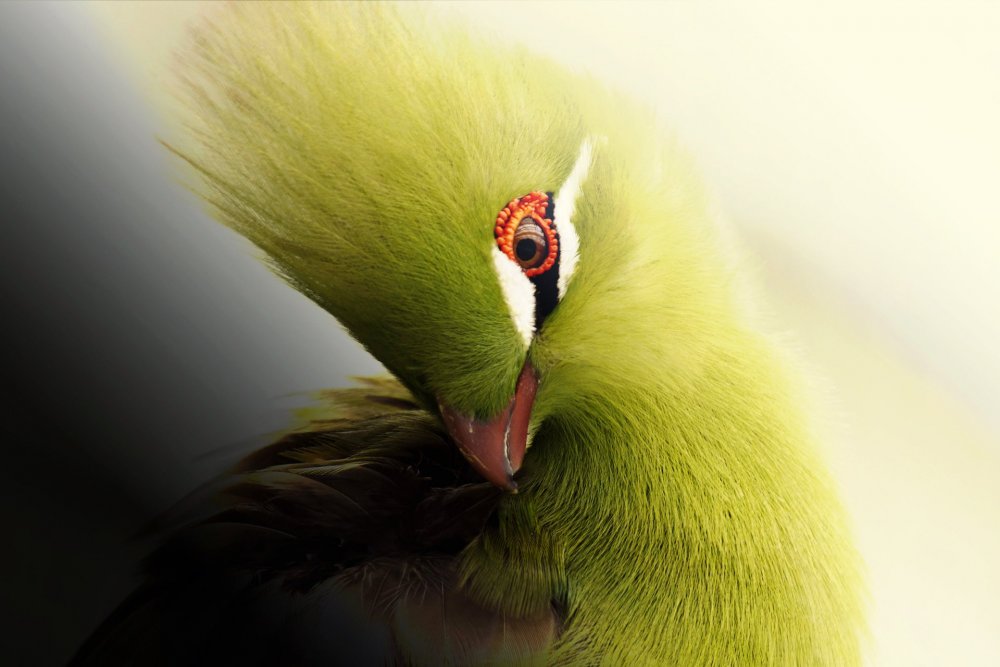 Зелёный турако. Птица-бананоед.