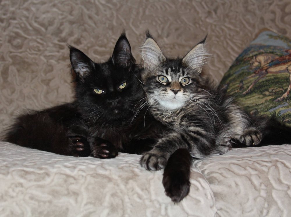 Метис Мейн куна и сибирской кошки