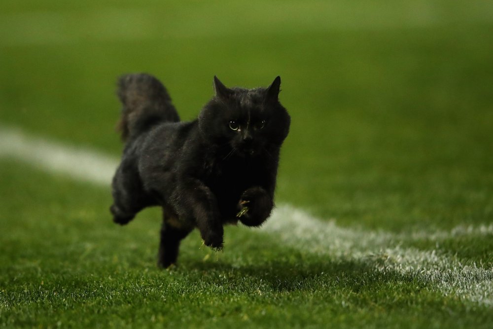 Черная кошка в прыжке