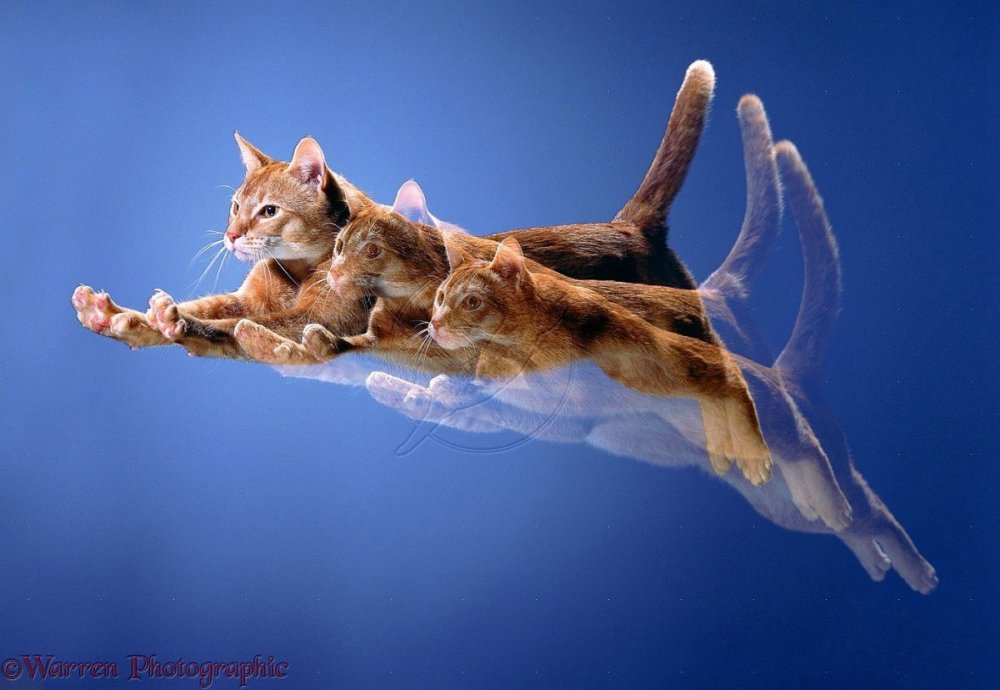 Летающая кошка