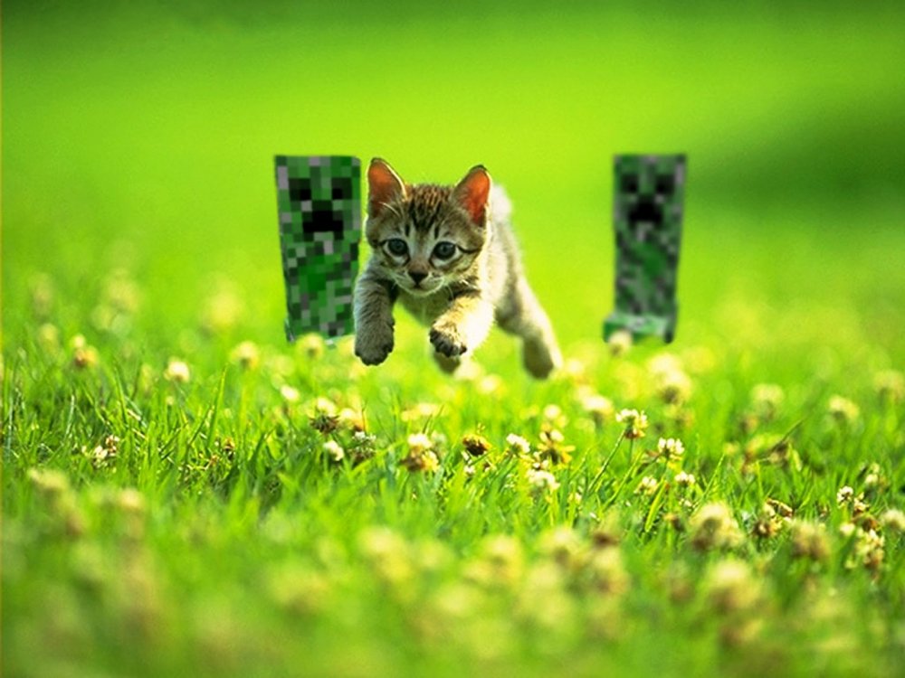 Котики на лужайках