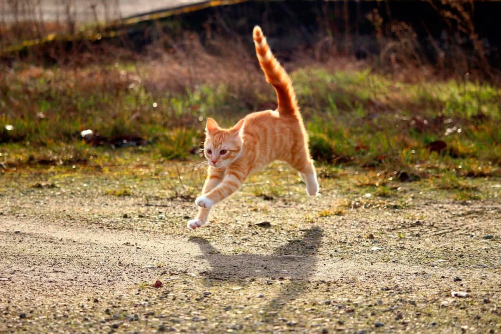 Кошка в движении