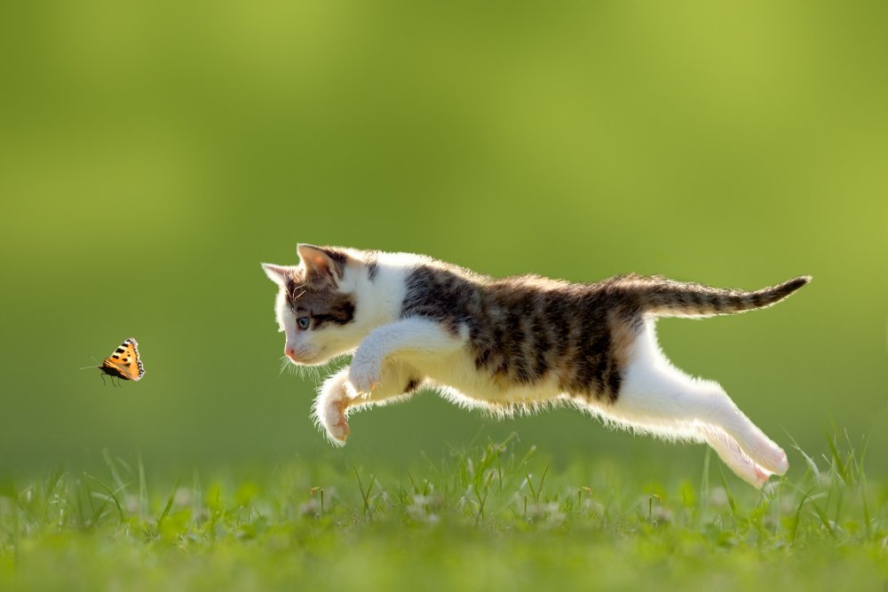 Кошка бежит