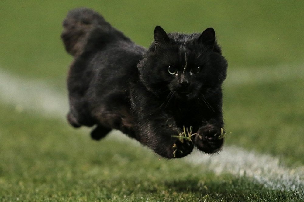 Черная кошка бежит