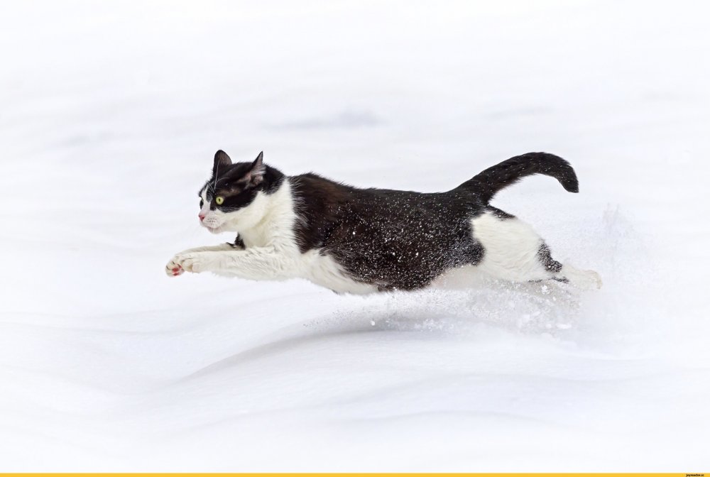 Кот бежит по снегу