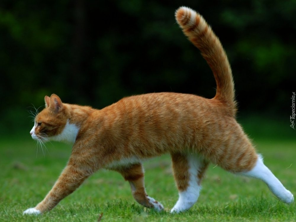 Кошка бежит
