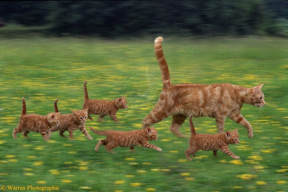 Кот бежит