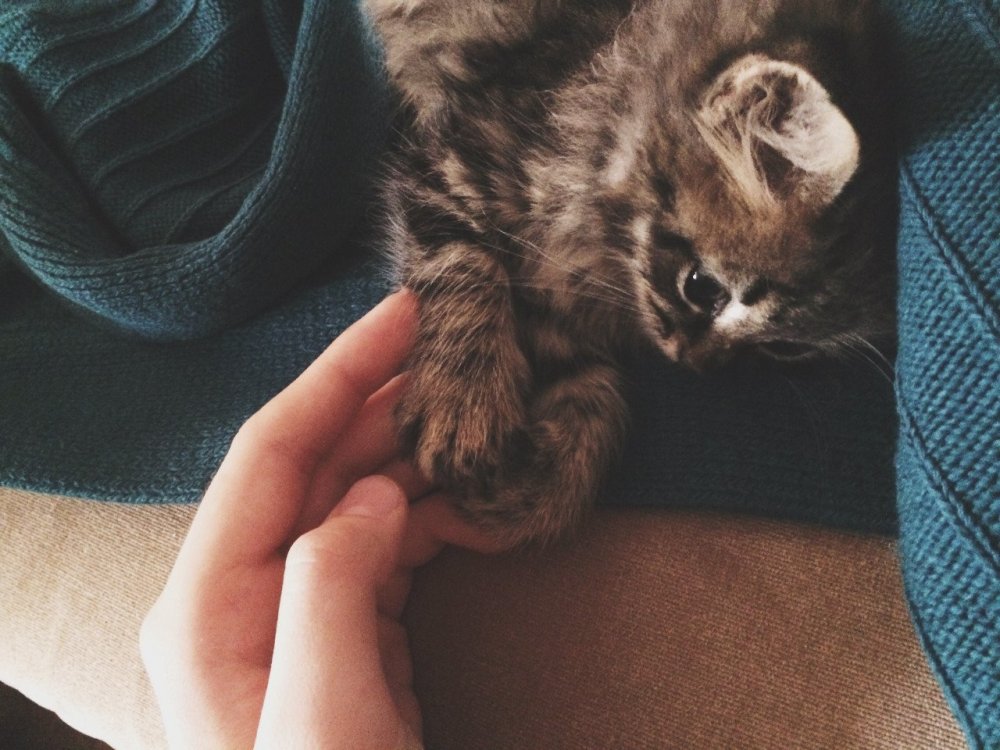 Котёнок красивый в руке