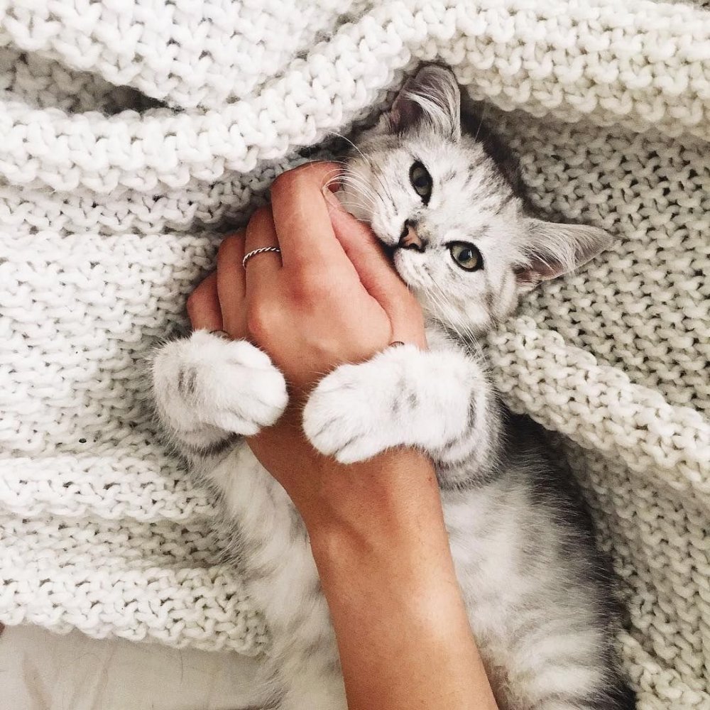 Кошка обнимает руку