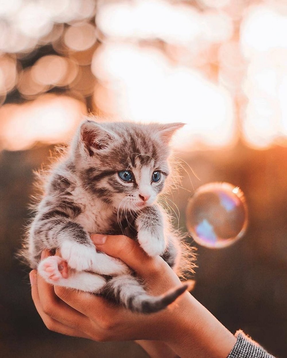Маленький котенок в руках