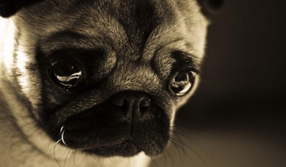 Плачущий щенок