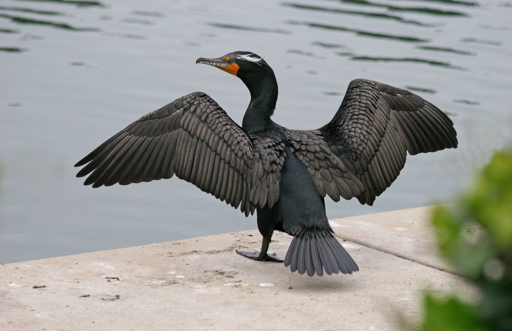 Черная птица на Каспийском море