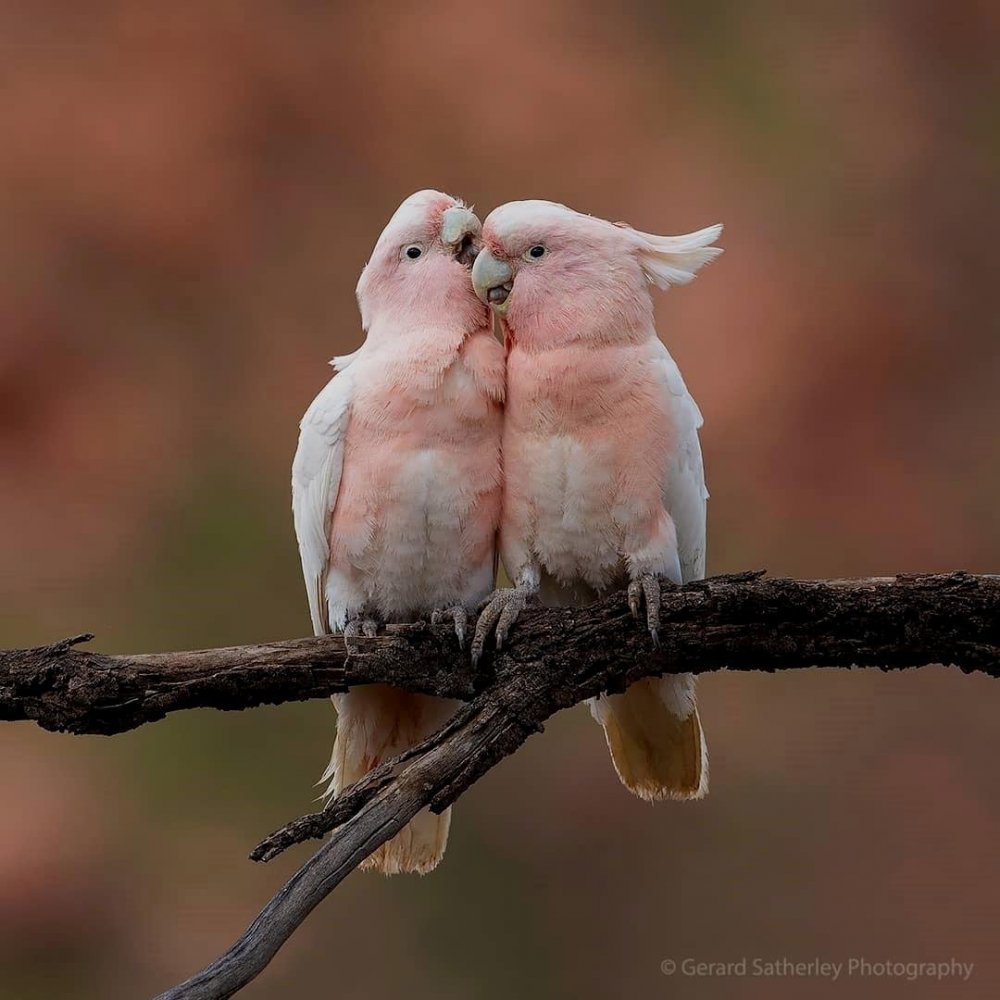 Розовые попугайчики неразлучники
