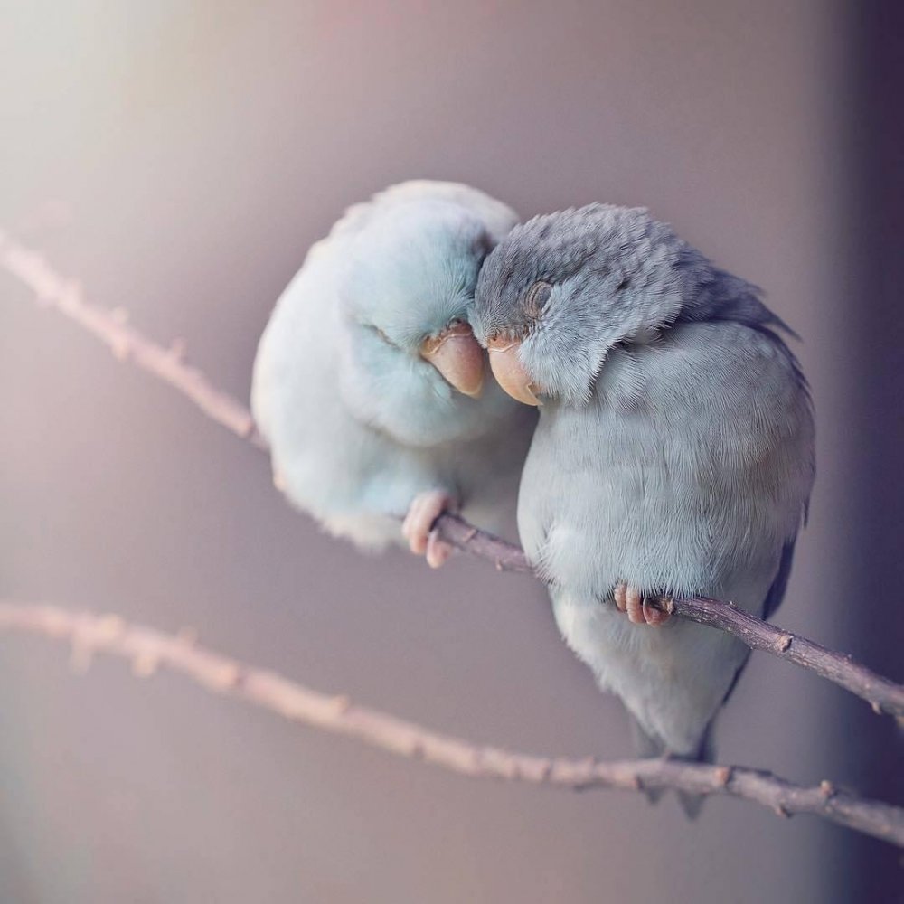Птицы обнимаются