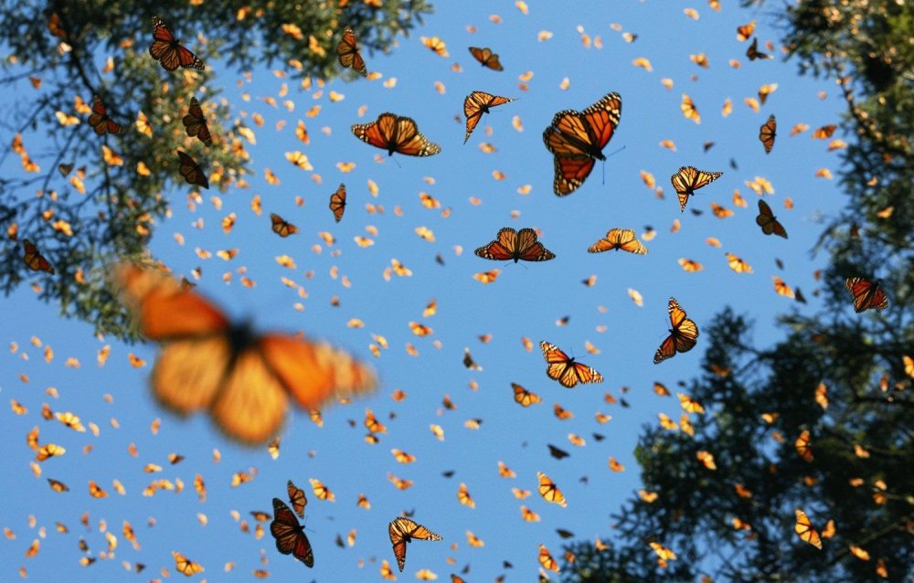 Много бабочек в небе