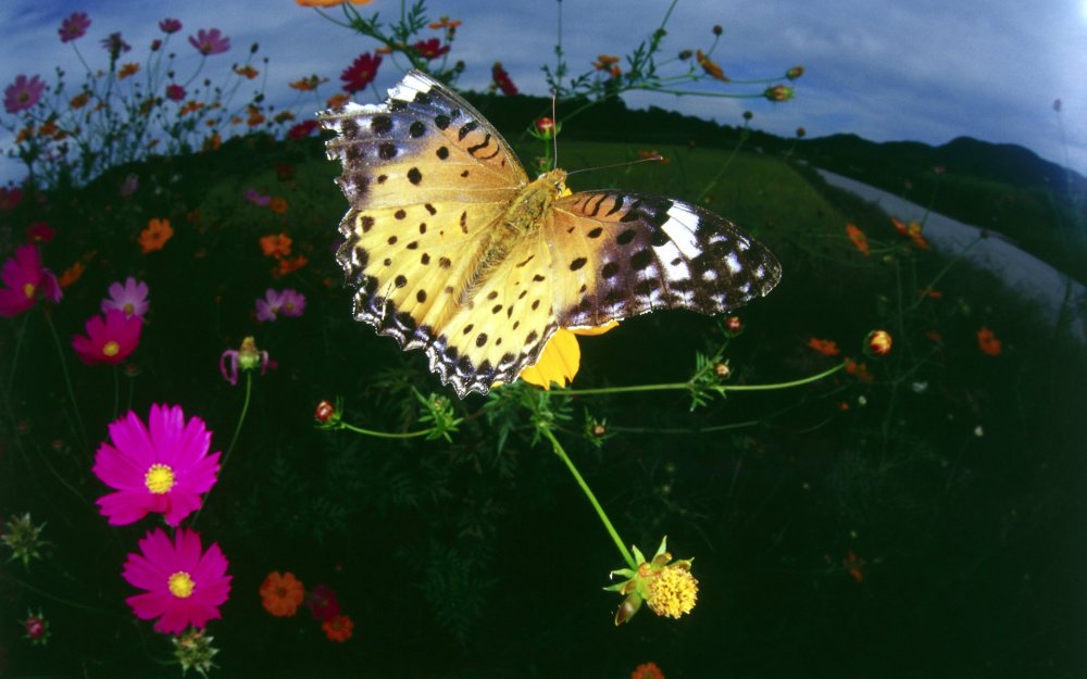 Порхающие бабочки в природе