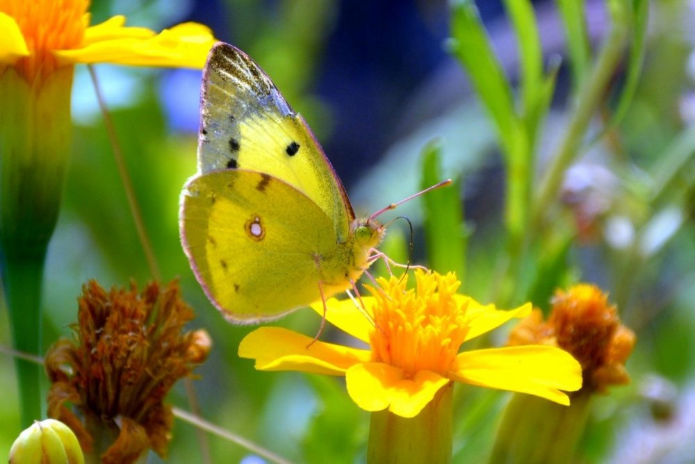 Бабочка кружит над цветком