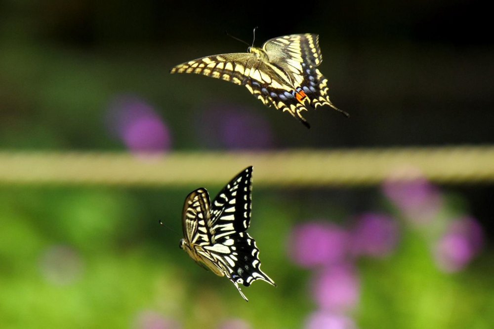 Полет бабочки