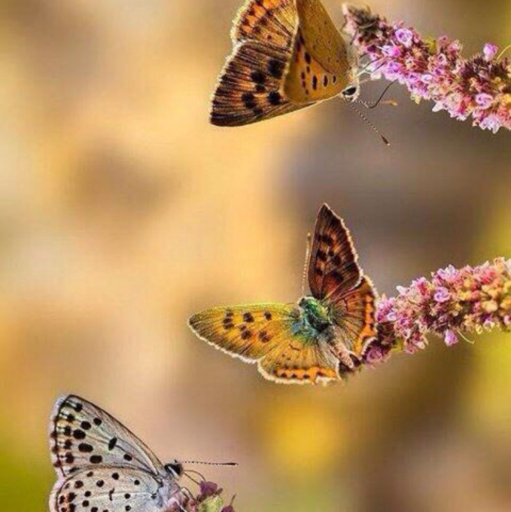 Порхающая красивая бабочка