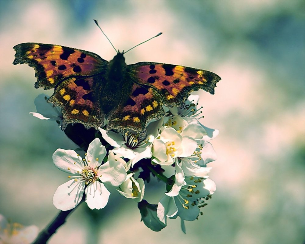 Красивая бабочка в полете
