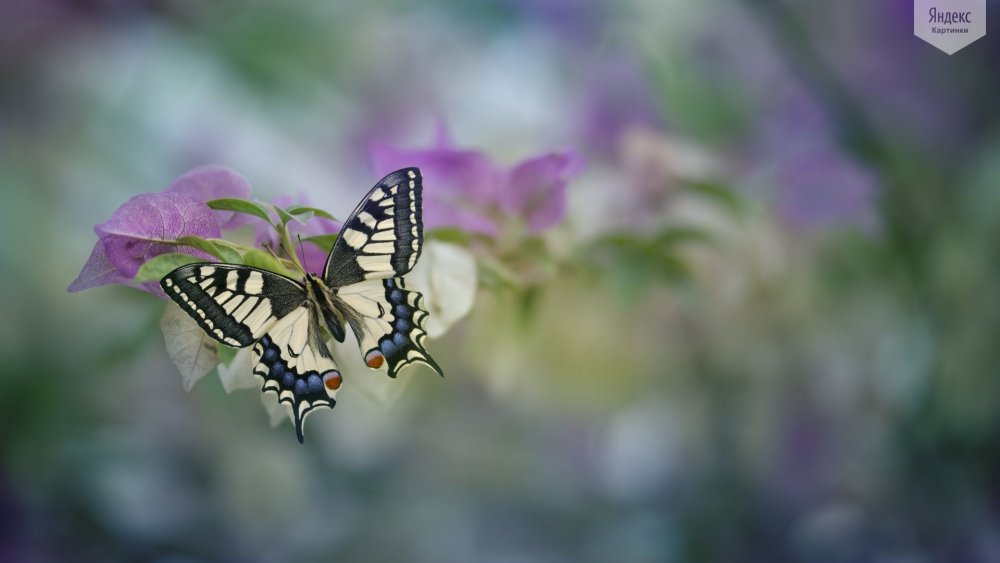 Движение бабочки в фотографиях