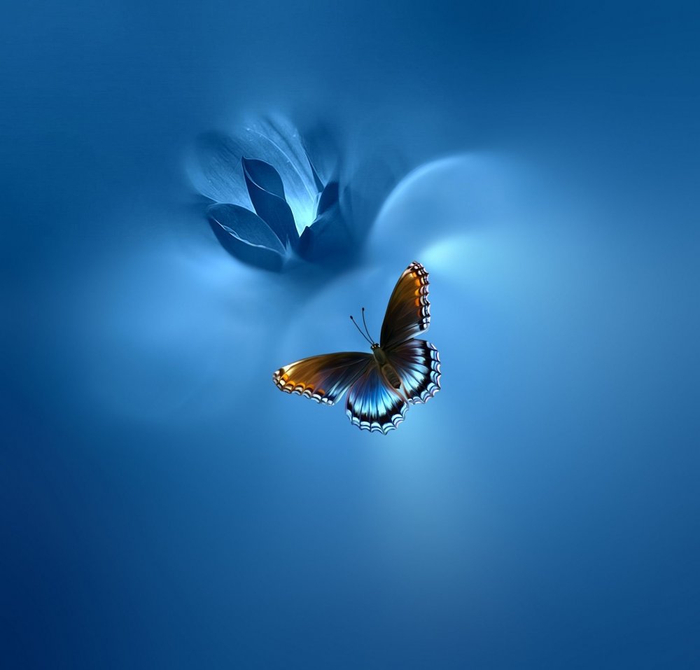 Бабочка синяя в полете
