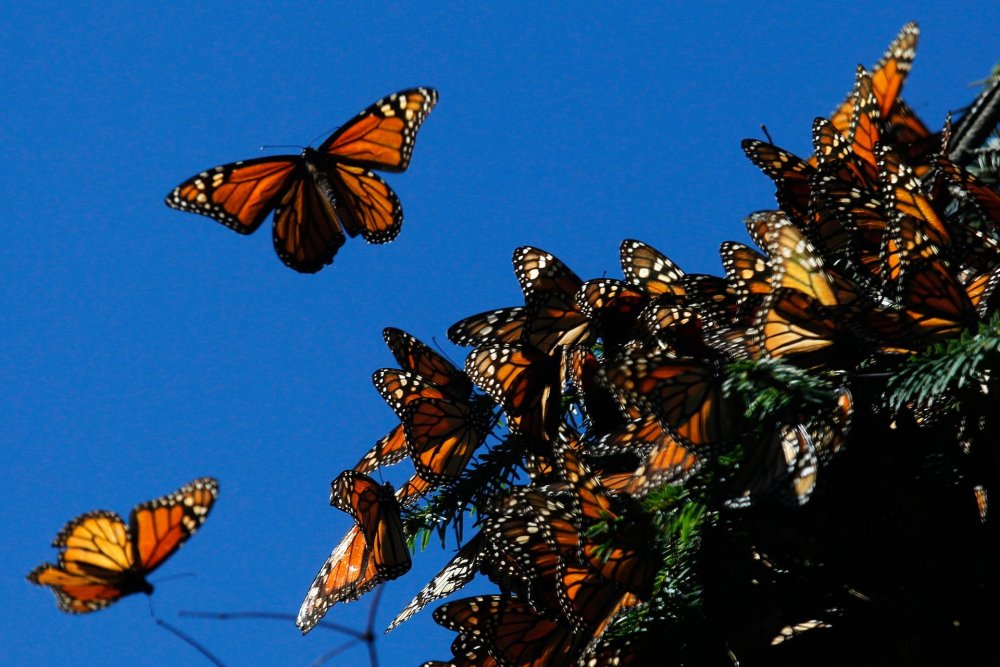 Биосферный заповедник бабочки Монарх Мексика