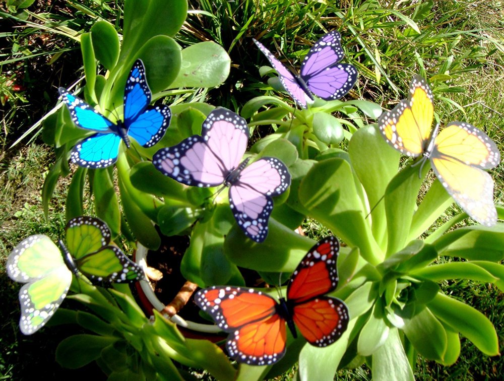 Множество бабочек