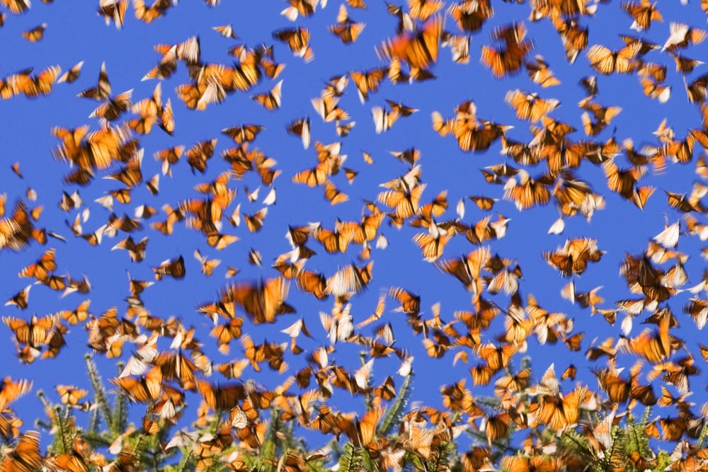 Миграция бабочек Данаида Монарх