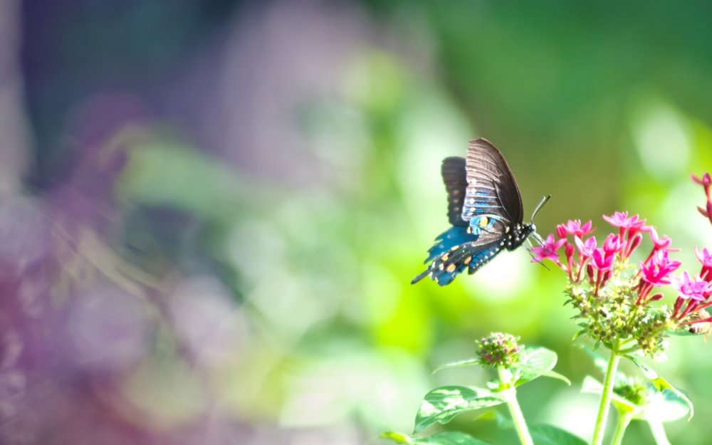 Бабочка порхает над цветком