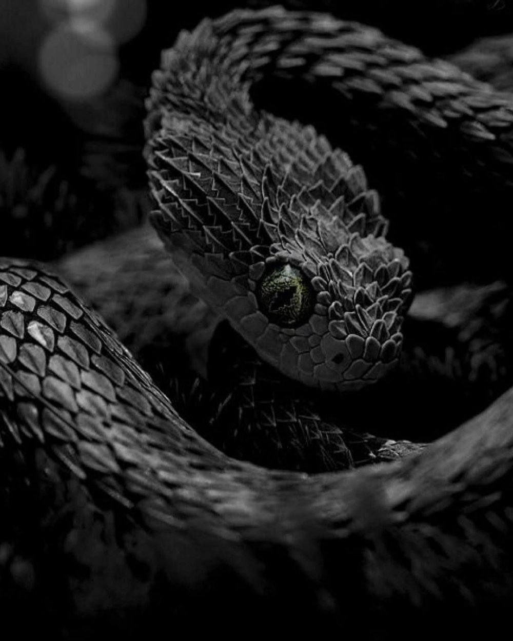 Змея на темном фоне