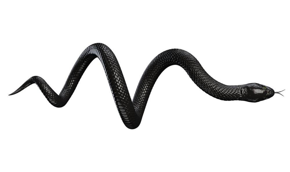 Змея в векторной графике на черном фоне