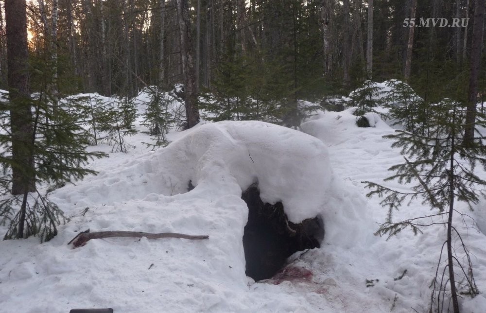 Бурый медведь зимой в берлоге