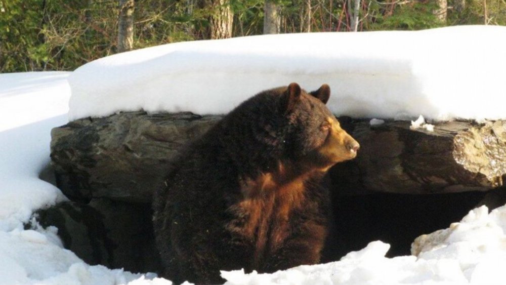 Медведь в берлоге для детей