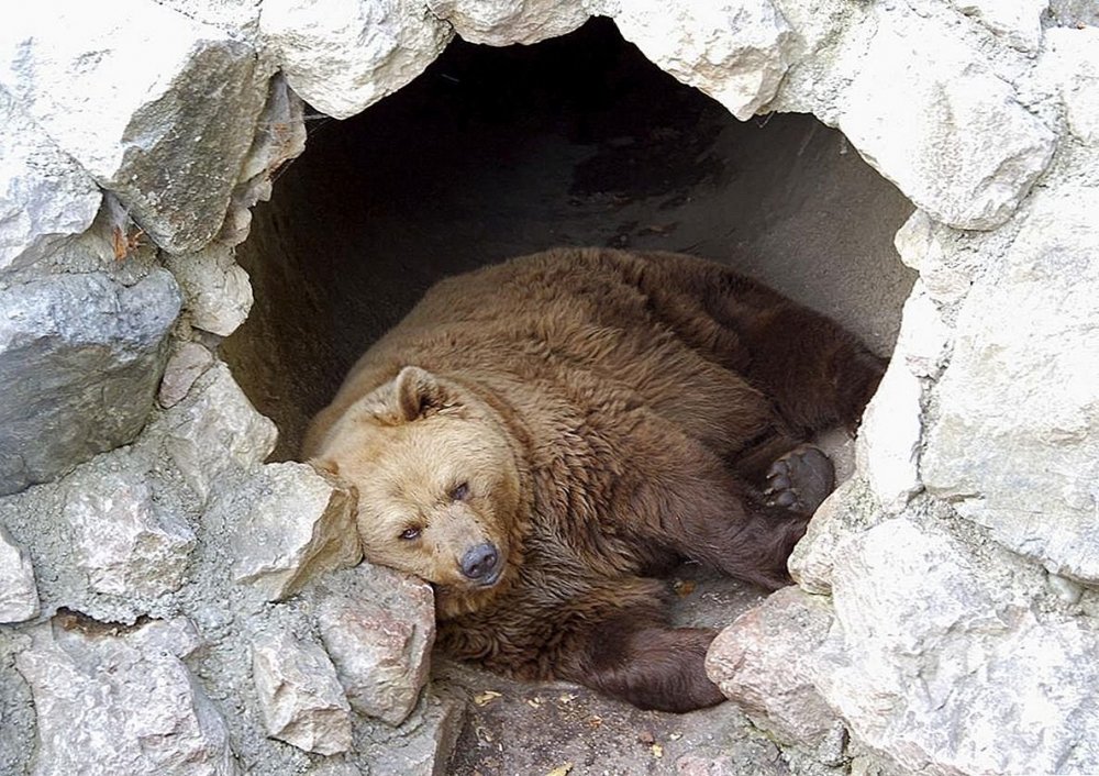 Бурый медведь в берлоге