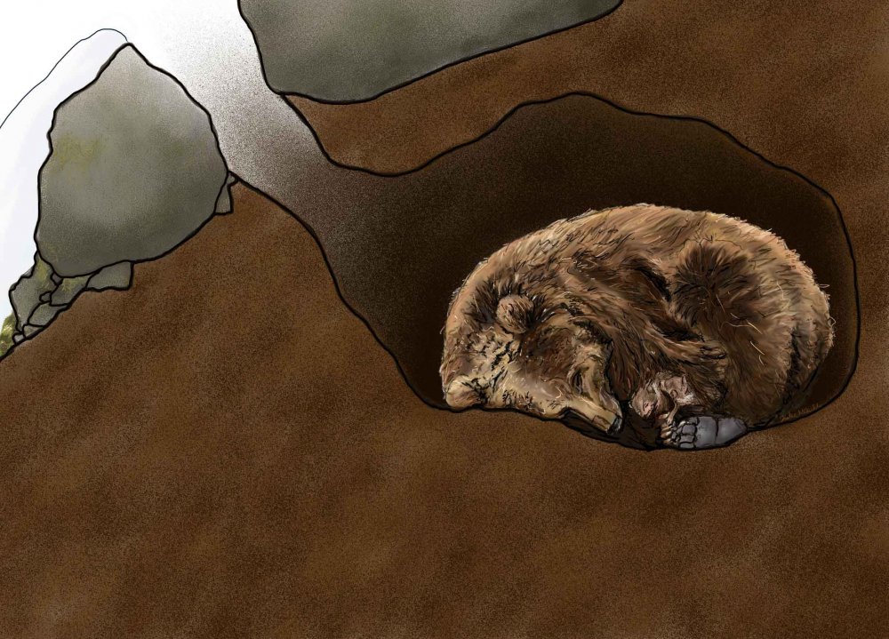 Бурый медведь спит в берлоге