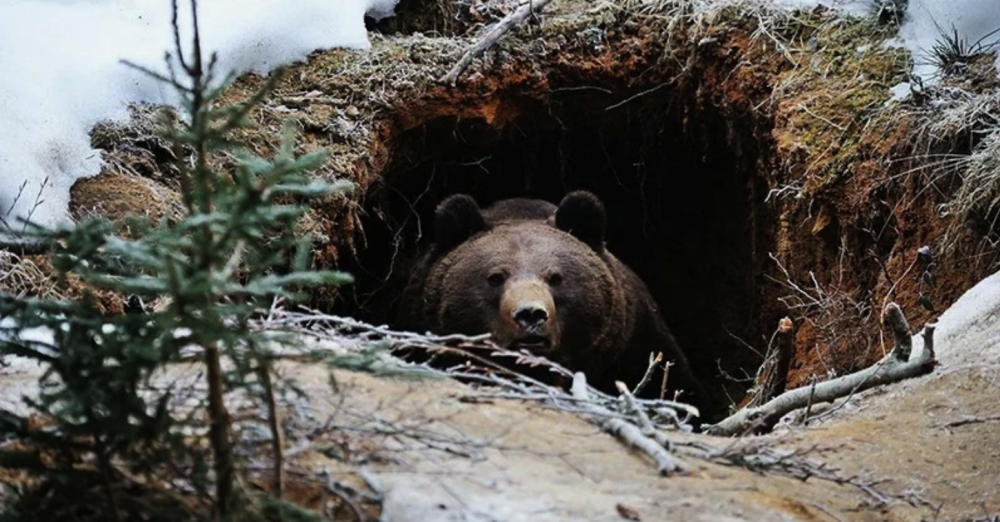 Медведь вылезает из берлоги