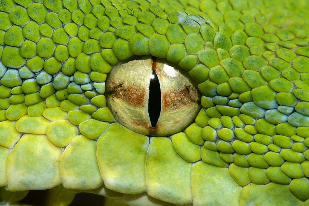 Цвет глаз змеи