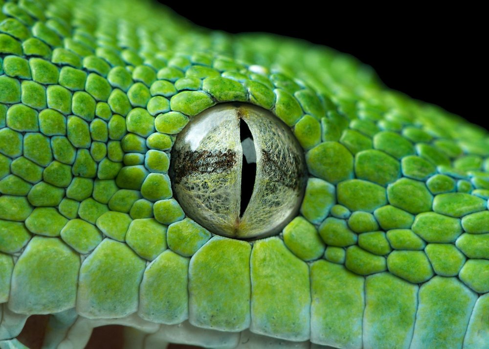 Змей питон глаза